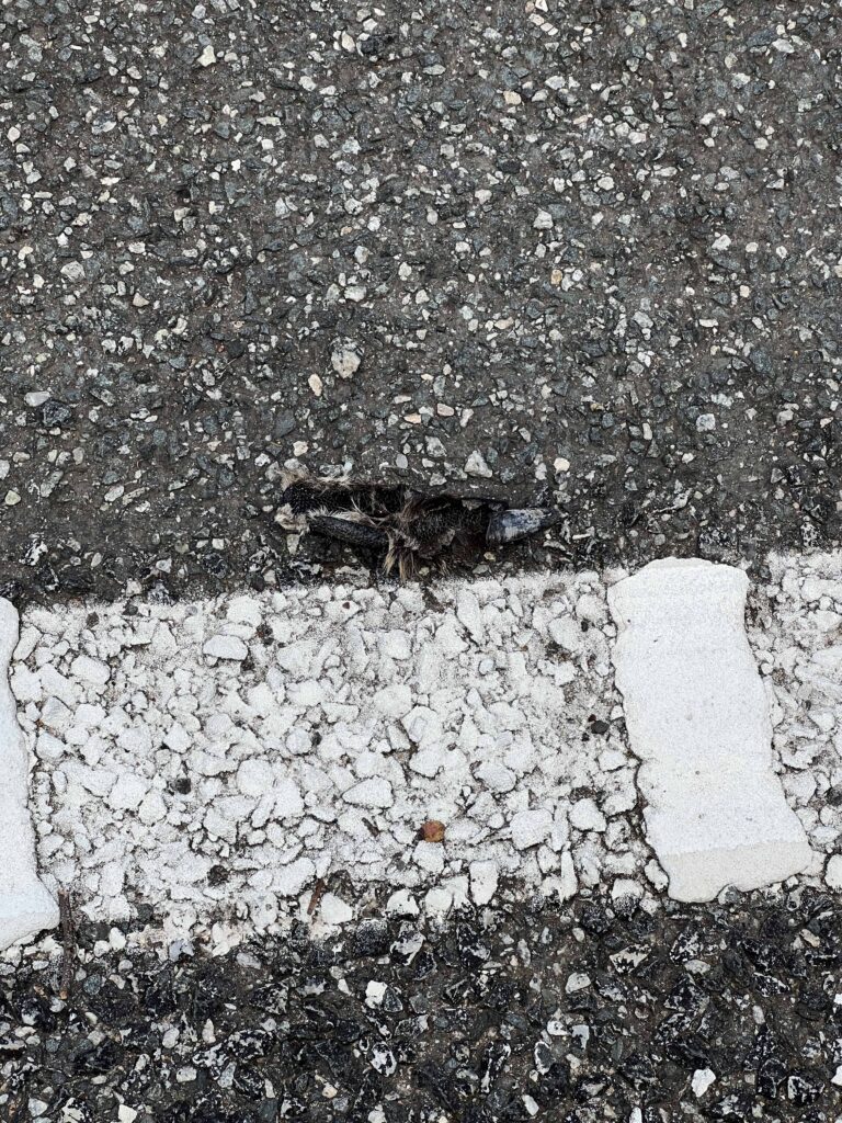 Dead kangaroo finger fragment on the roadside